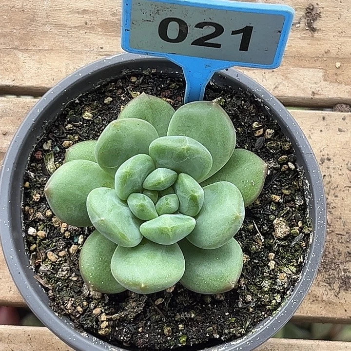 咪***崽多肉植物奶龙美人021