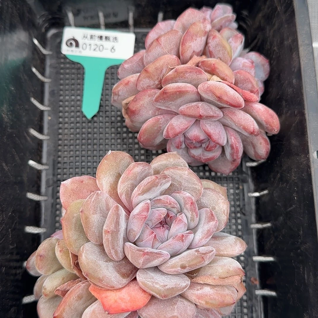 从前慢花园精选0120-6