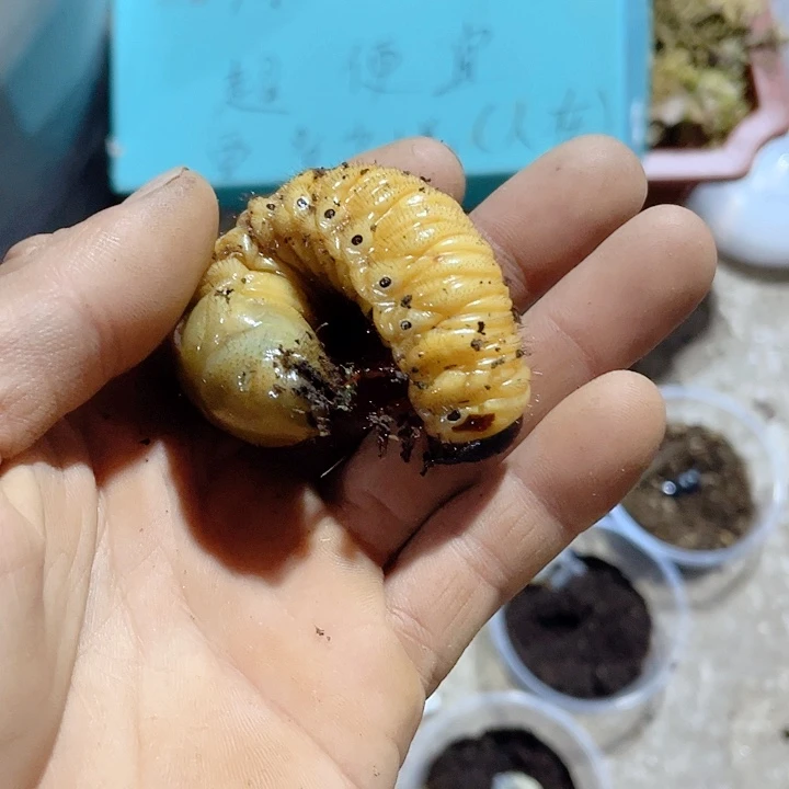 28克以上超大个体幼虫