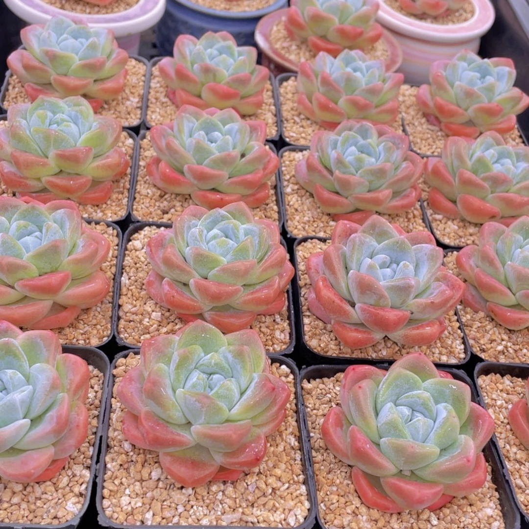 量拍1号 肥胖樱花钻石冰玉单头一个