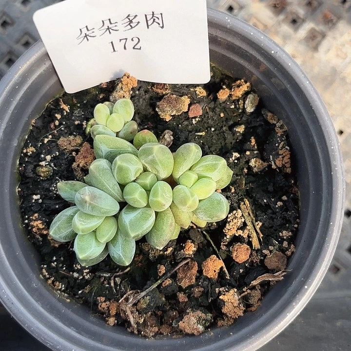 闪吼172呀呀呀呀呀呀呀
