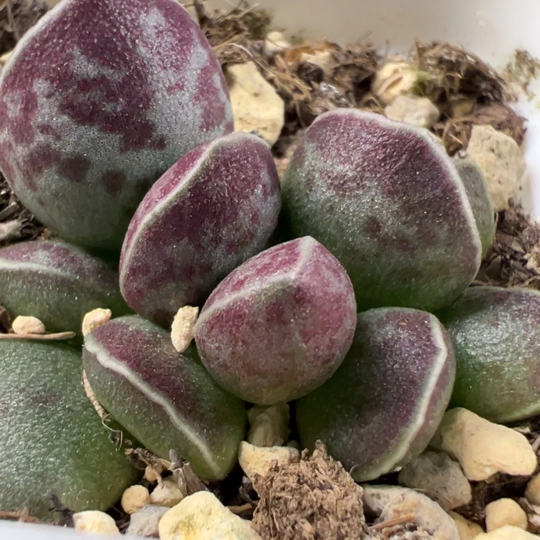 艾薇花蛋多肉植物水泡多肉植物水泡