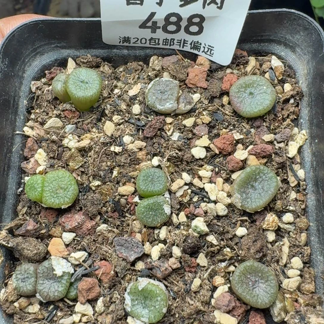 蜜枣铜壶带盆土