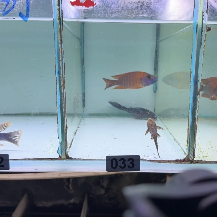 慈鲷33号超级红10到11厘米