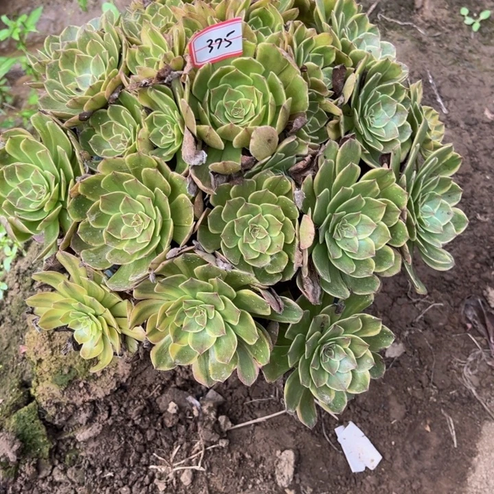 375半夏多肉植物法师