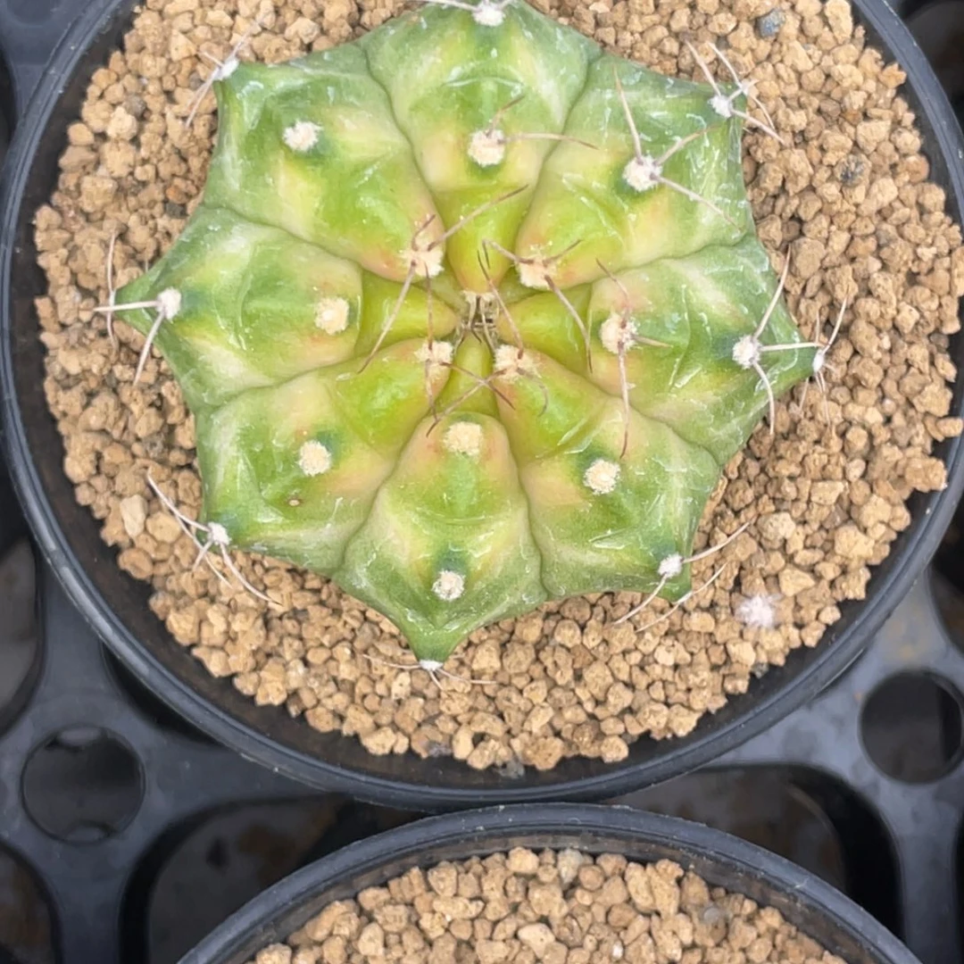 当前无花朵，栽培后可花朵粉白轮回