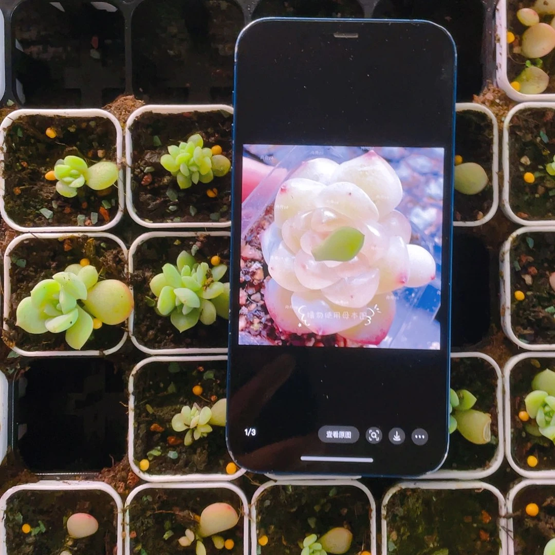 云间甜心叶子一片一个满25包邮