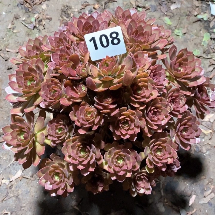 法师一物一拍108