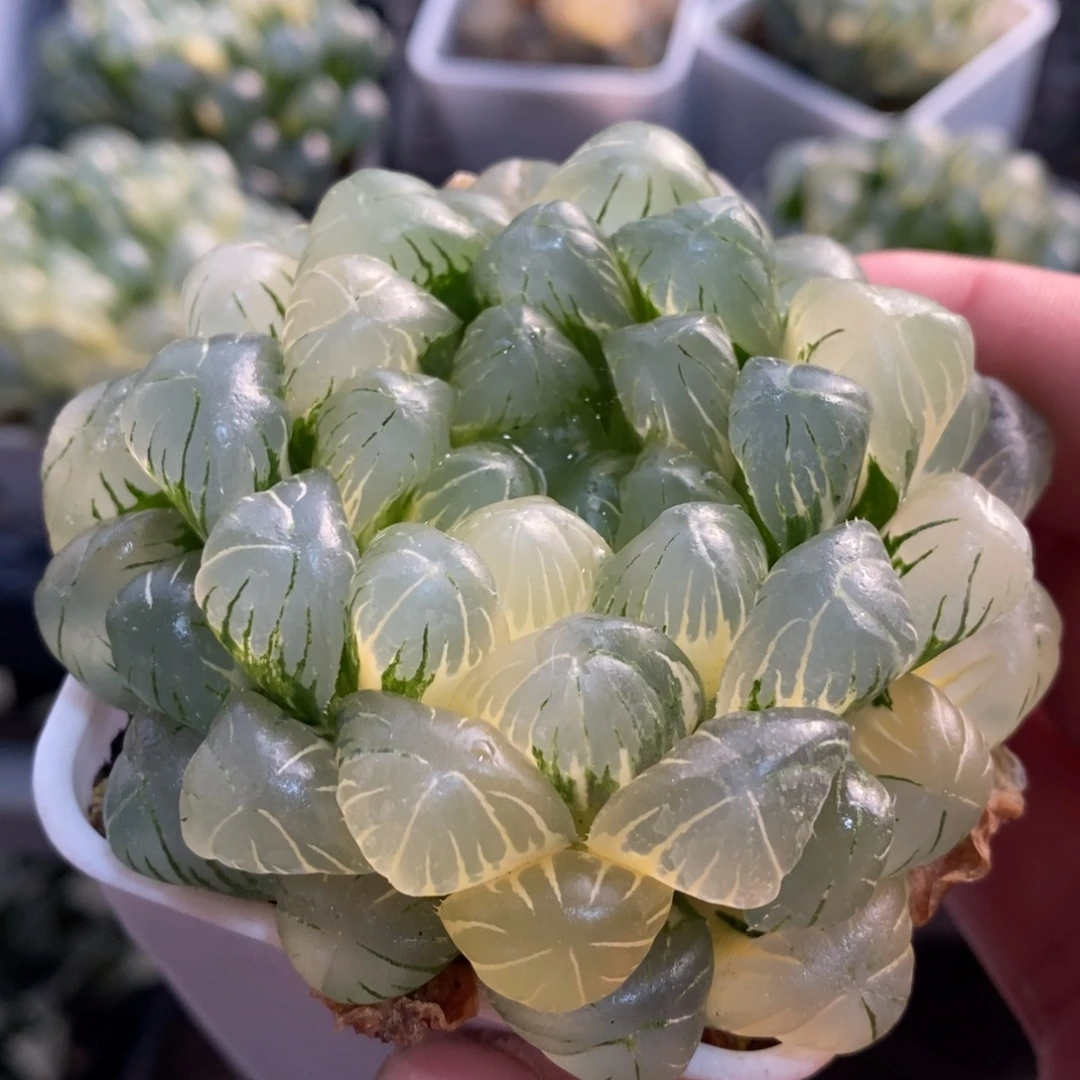 一颗湖水玉露锦 开播福利