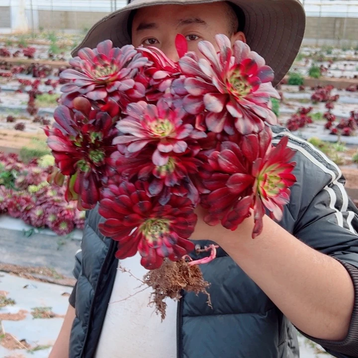 小颗美肌多肉法师