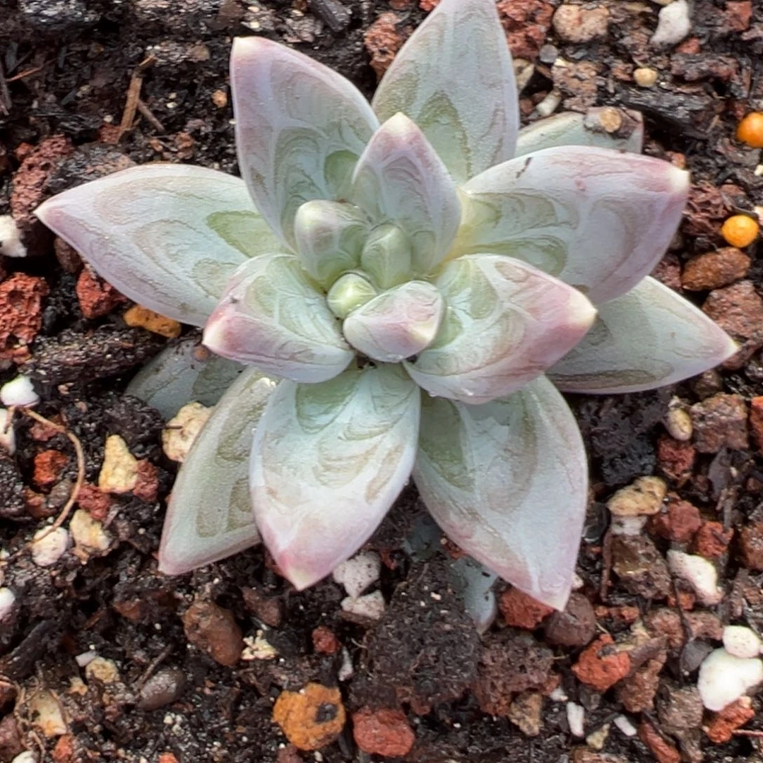 鱼****1111111111111111111211111