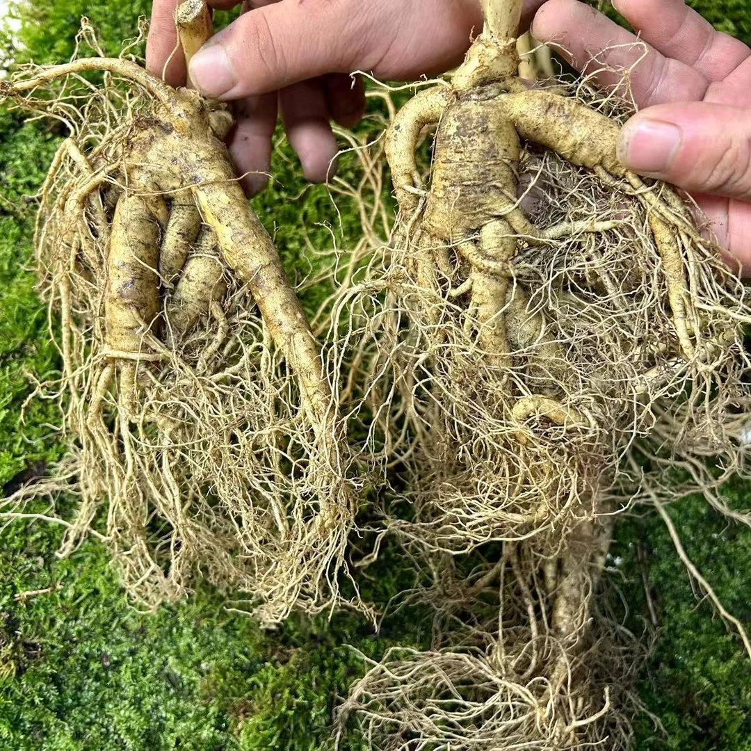 【轻微伤残自用型】正宗产地直发长白山现挖东北鲜人参新鲜煲汤泡酒