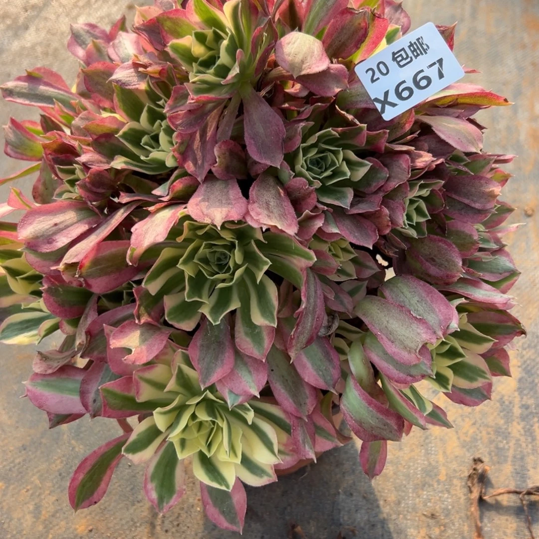 667白凤，满20包邮