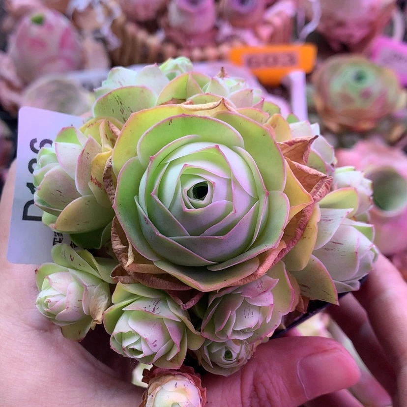 【闪购商品】姝帕186