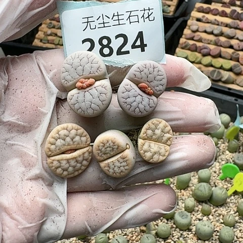 风*月2824，荒玉262变脱土发货