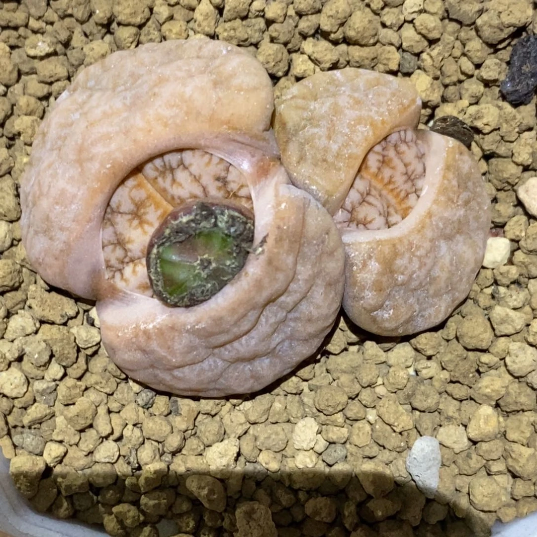 7****8精品多肉植物大战僵尸