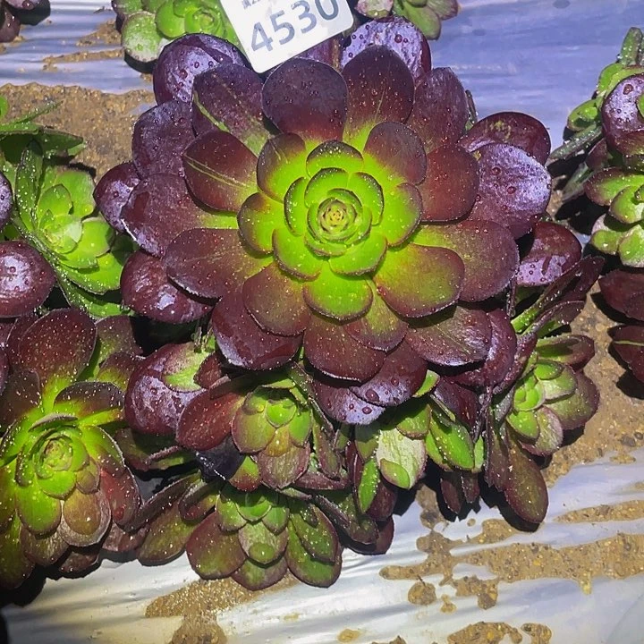 4530墨染多肉植物