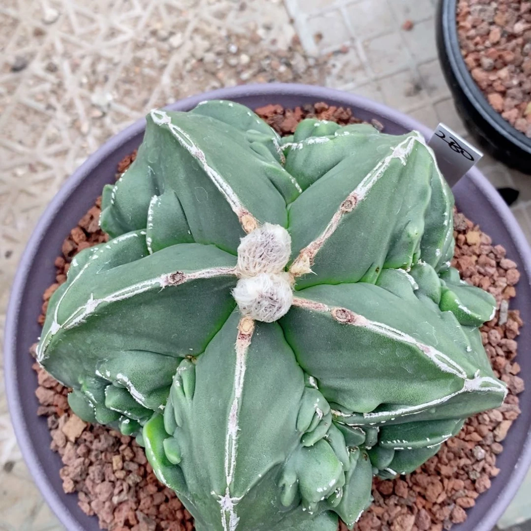 仙人球13公分大型核桃