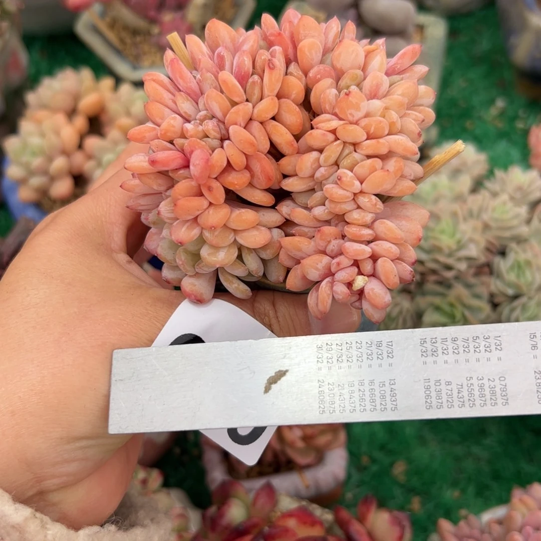 木***姐676 多肉植物组合盆栽