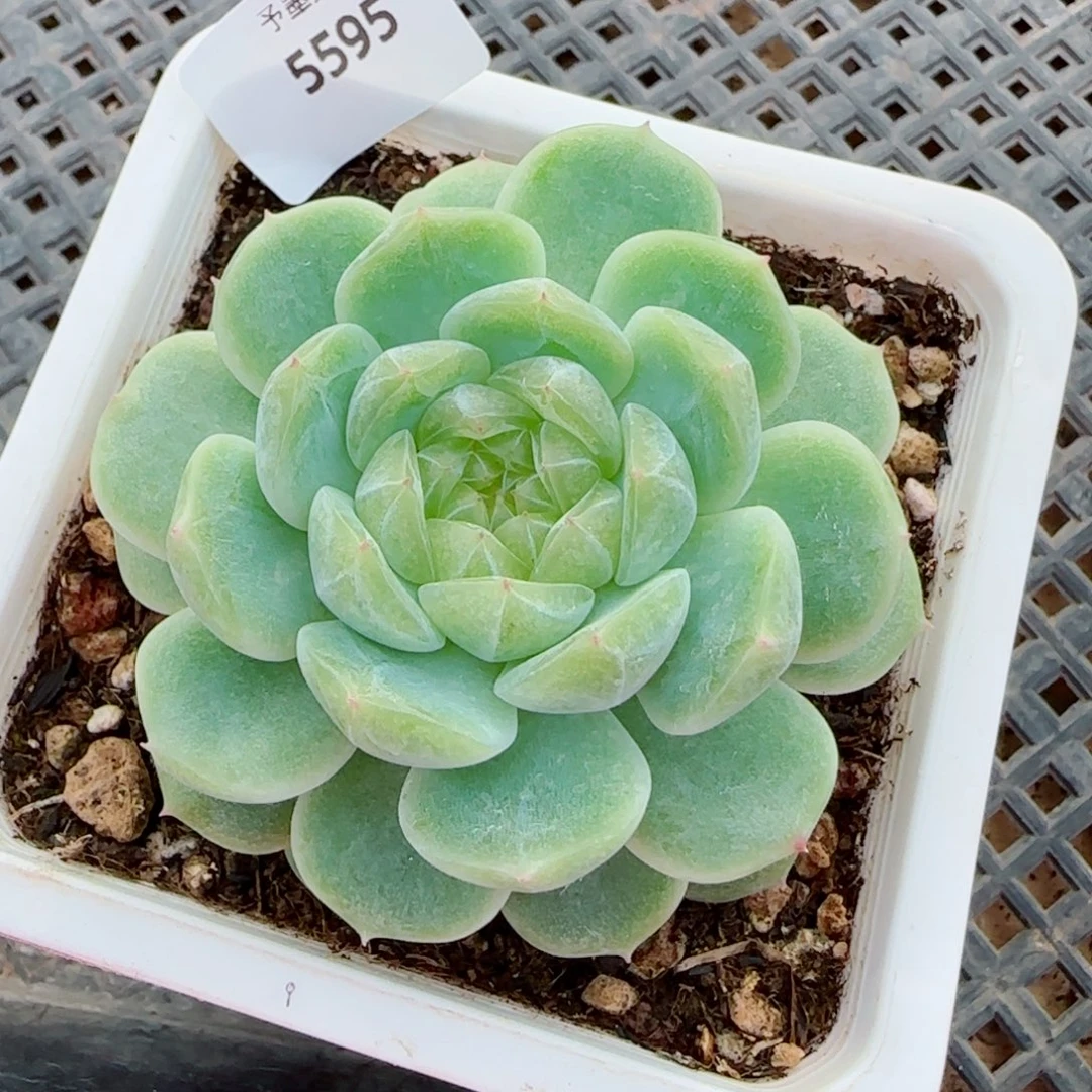 泼天富贵，5595多肉植物