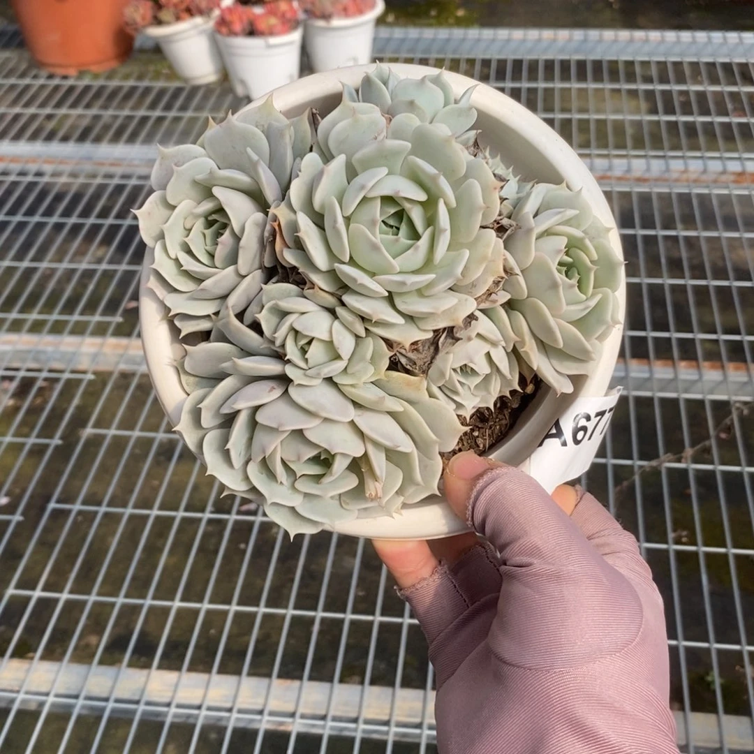 677露娜莲一物一拍