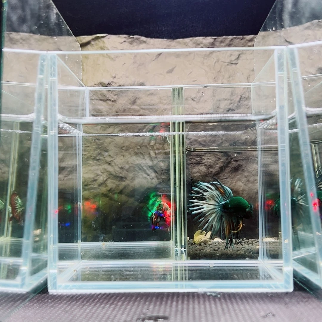 海胆精品精品精品精品