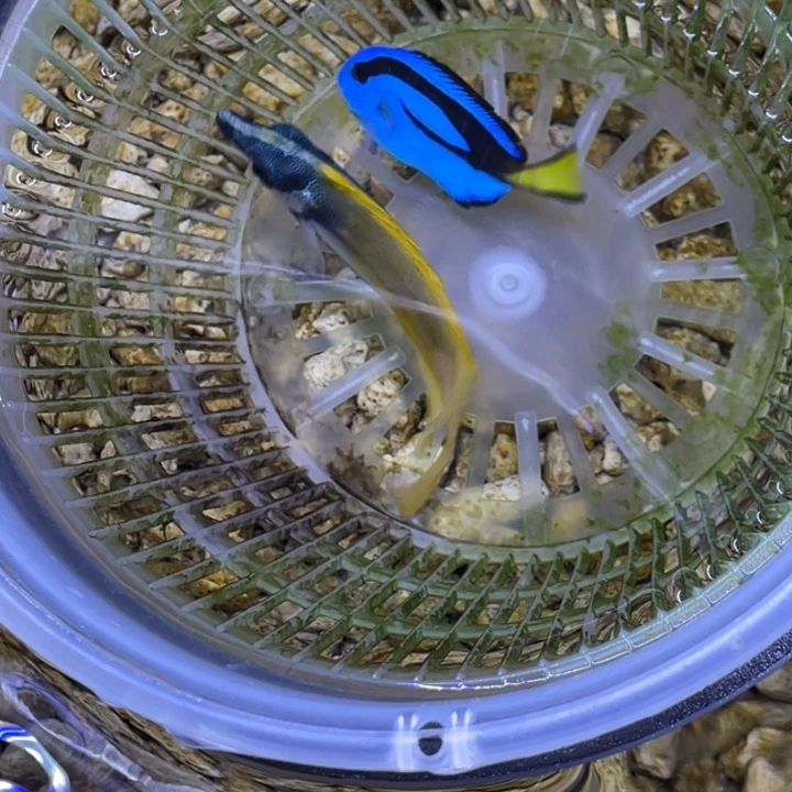 海水鱼黄狐狸一条顺丰包邮