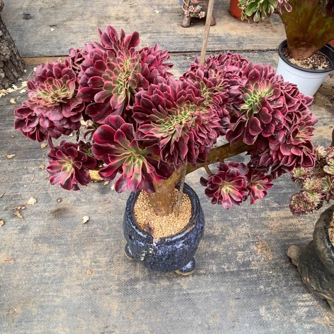 无花朵美杜莎缀化