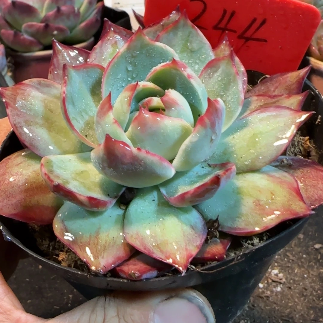 惊鸿一物一拍包装收缩花旱244