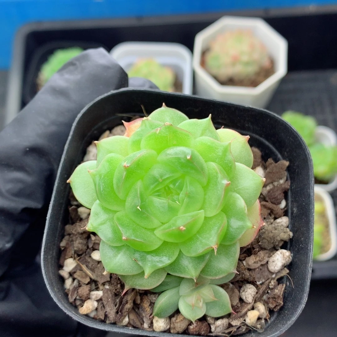 58包邮  群生不包整麦秆优选37