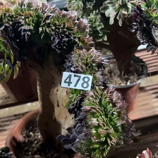 丽***华多肉植物一个黑同478