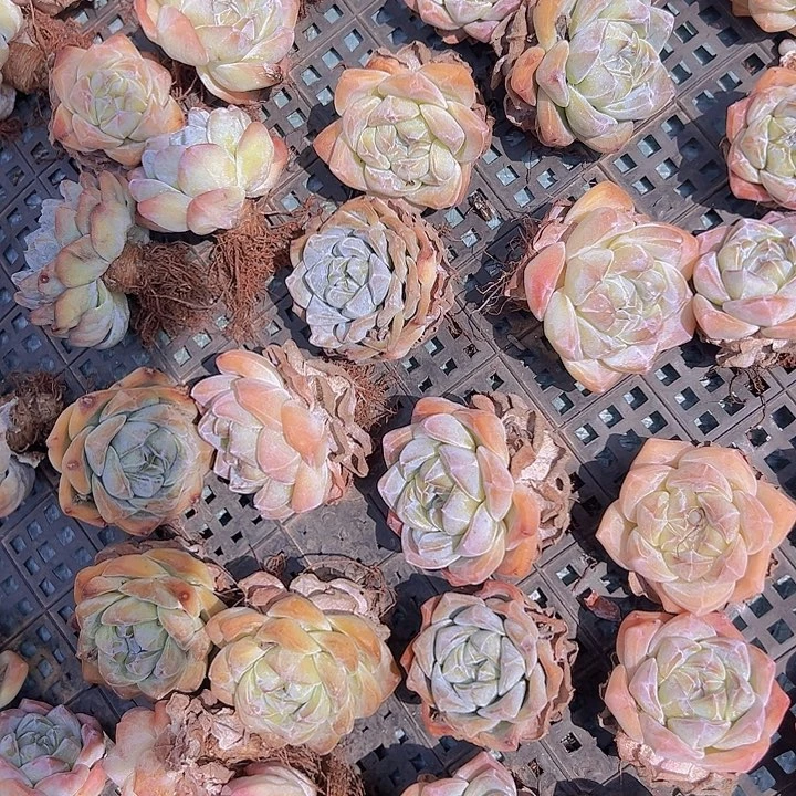 冰玉多肉精控福利5颗