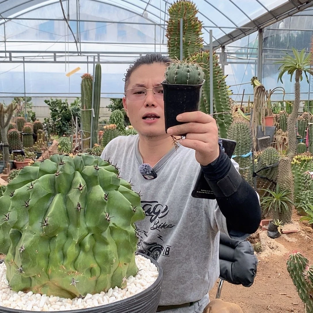 想***啥福利一棵随机发货