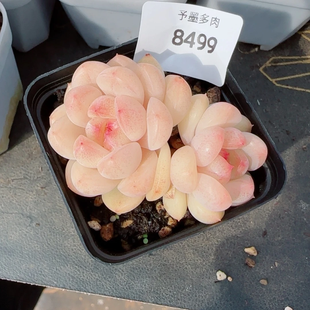 倾城珍妮，8499多肉植物