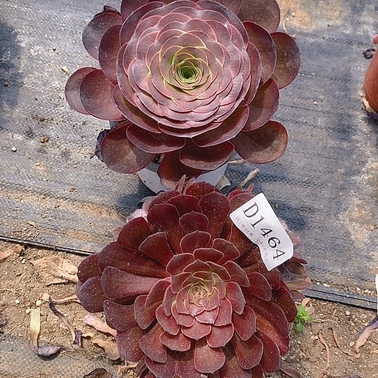 1464花月夜魅金玫瑰多肉2颗