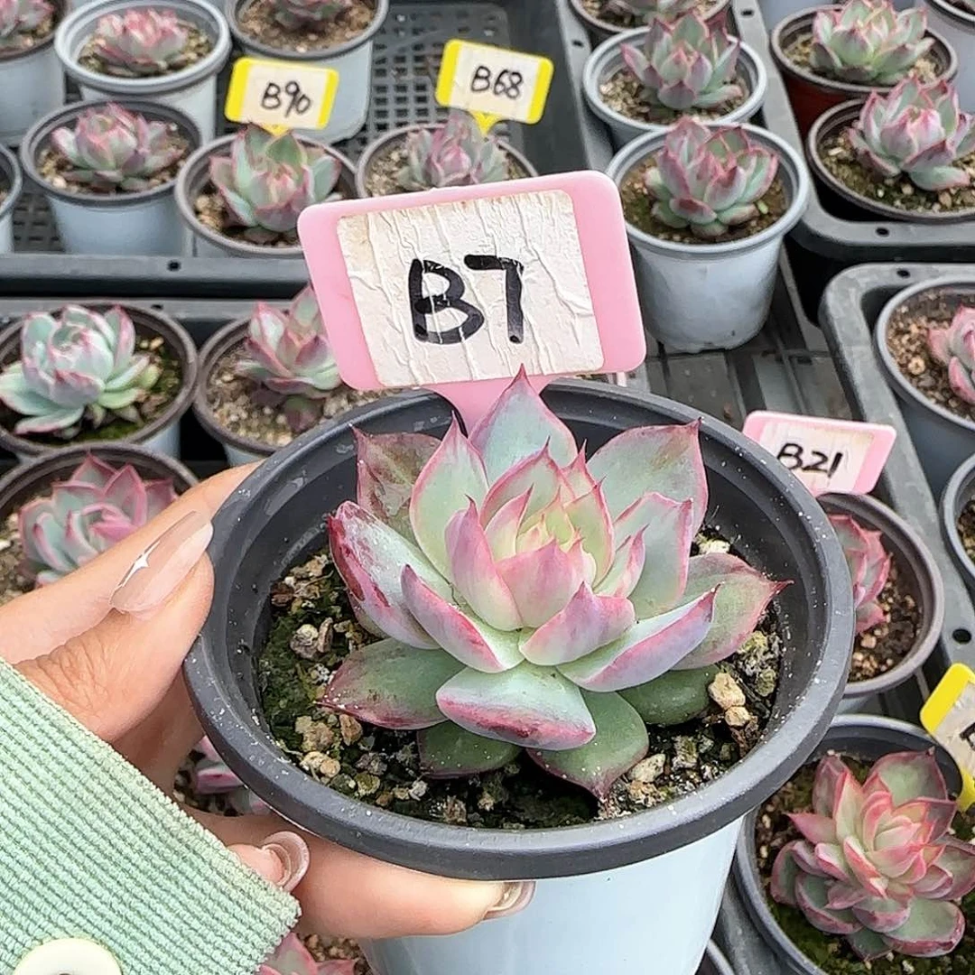 E****年惊鸿仙子B7多肉