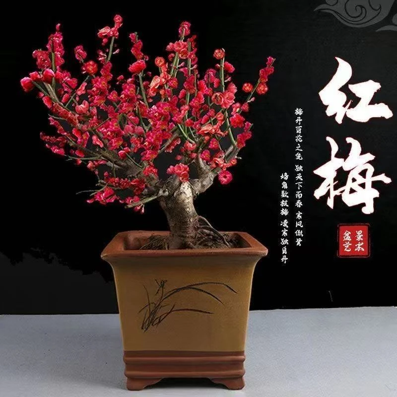 【造型】红梅梅花耐旱耐寒南北方养殖带花芽发货