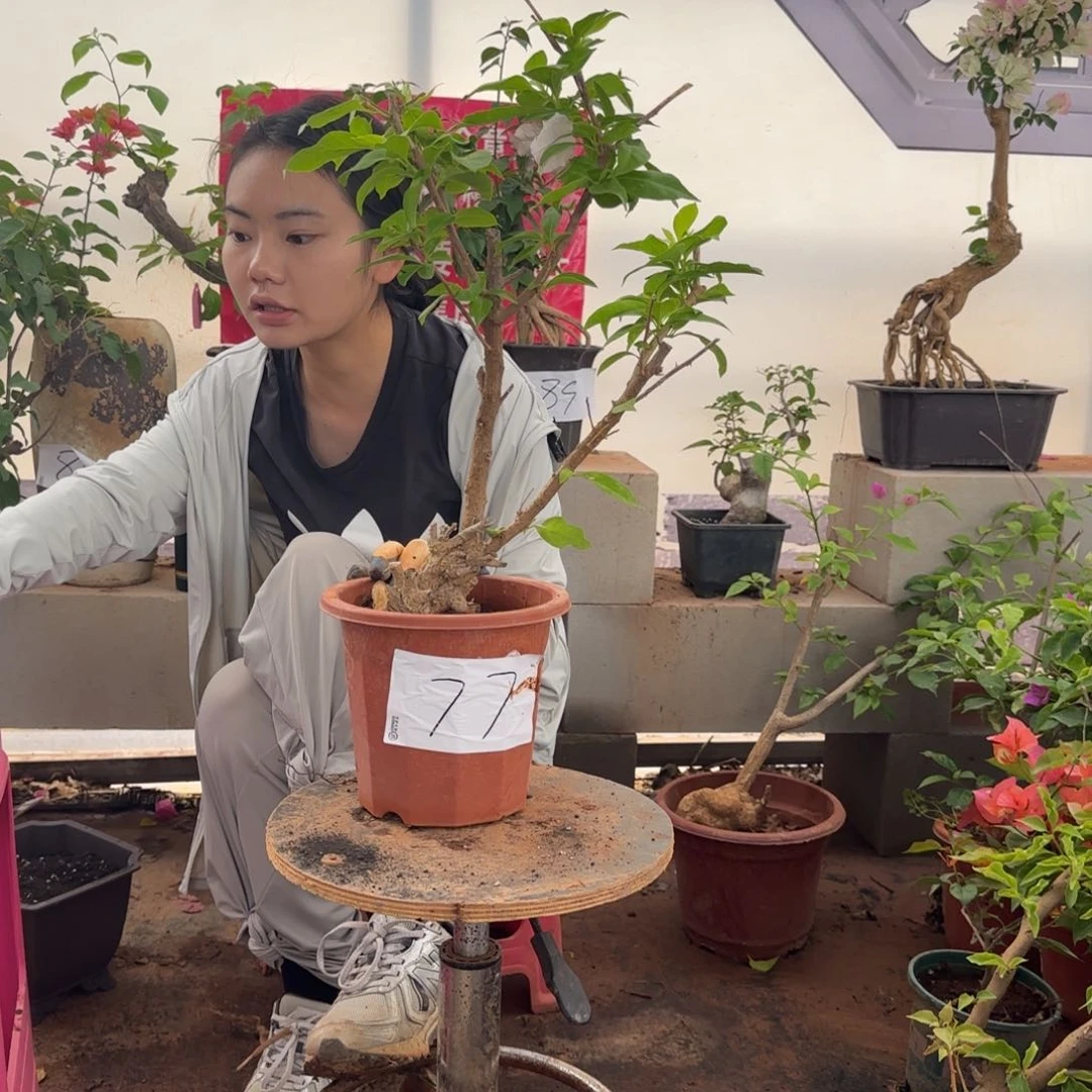 大部分花苞少量开放