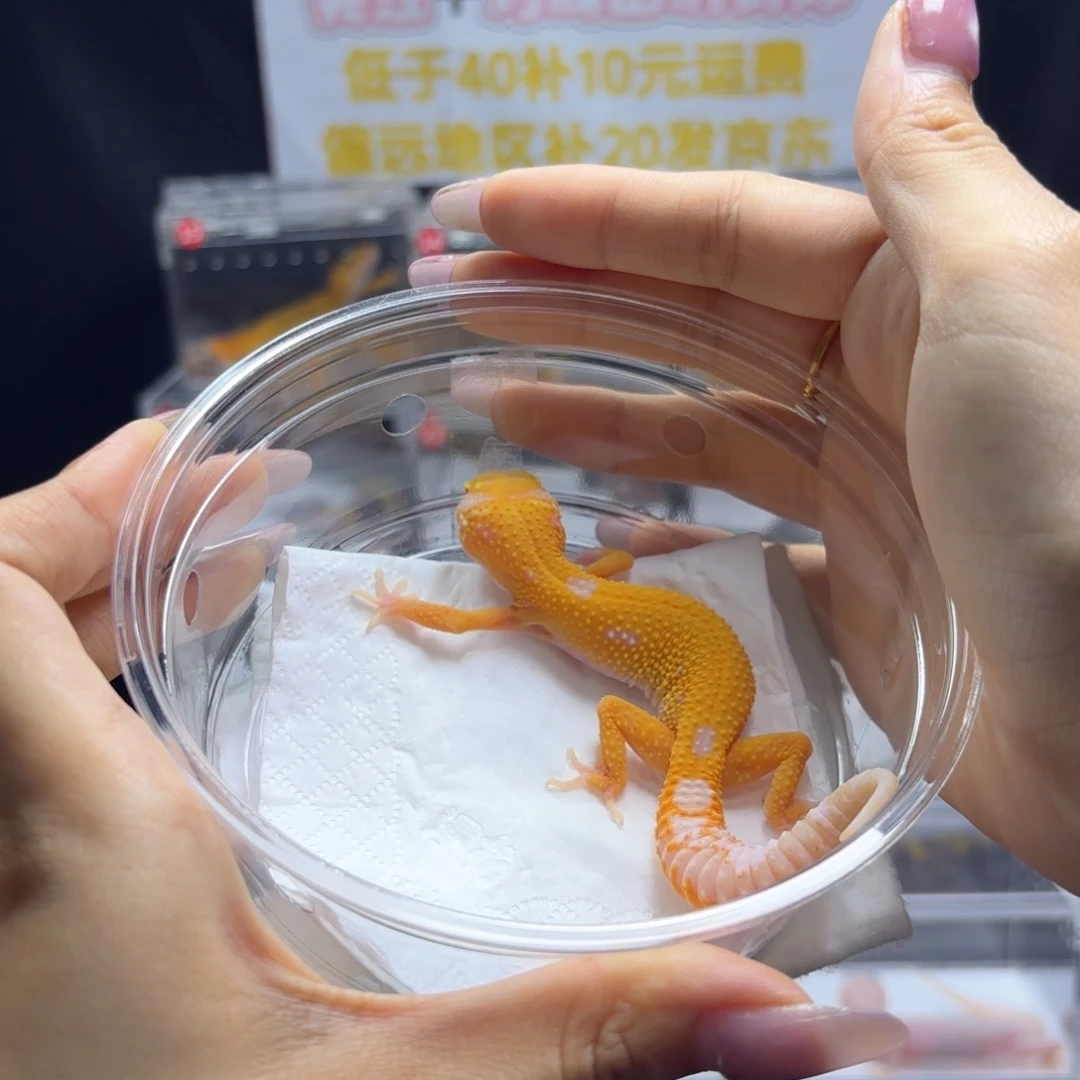 豹纹守宫无纹暴龙妹妹