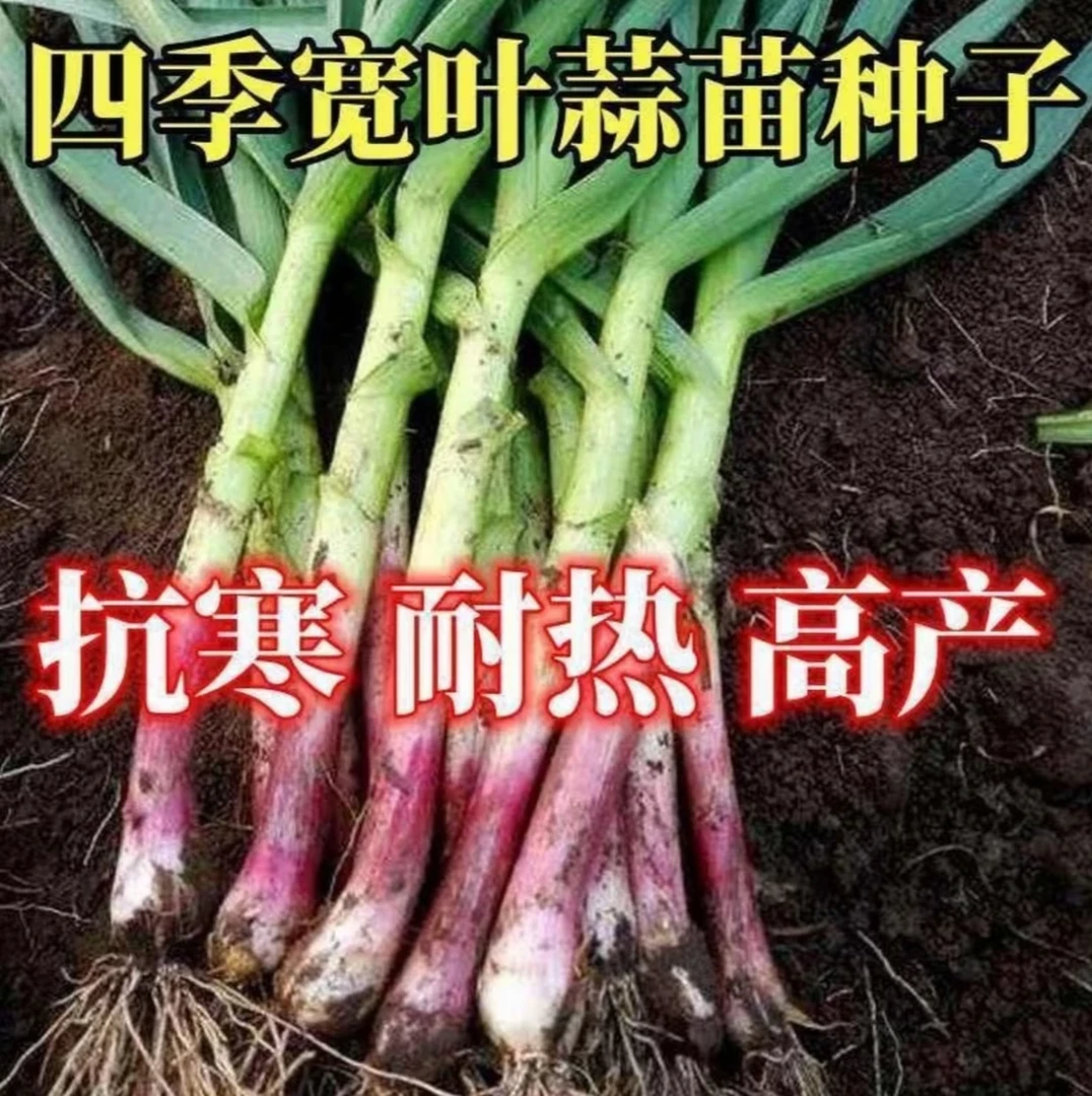 【紫根蒜苗种子】家庭阳台小院盆栽地栽四季种植
