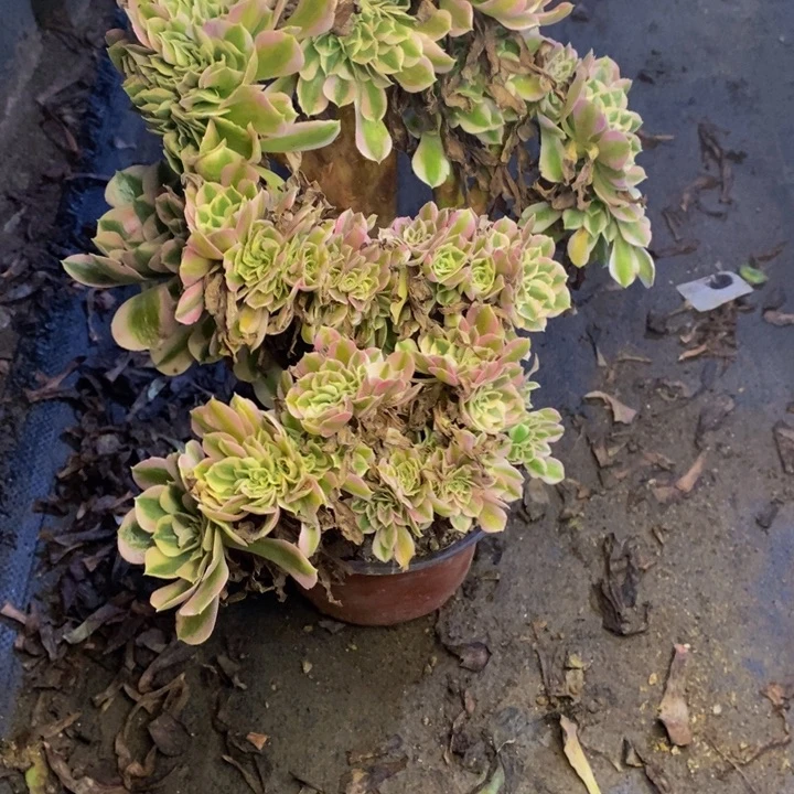 女巫多肉断头不包4225