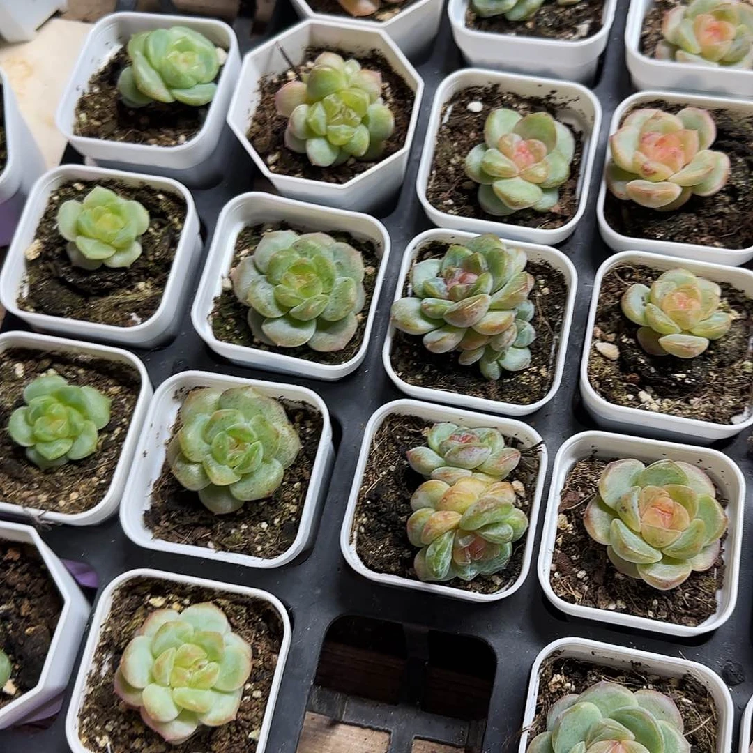 M新糖心4567 各一盆满25包邮
