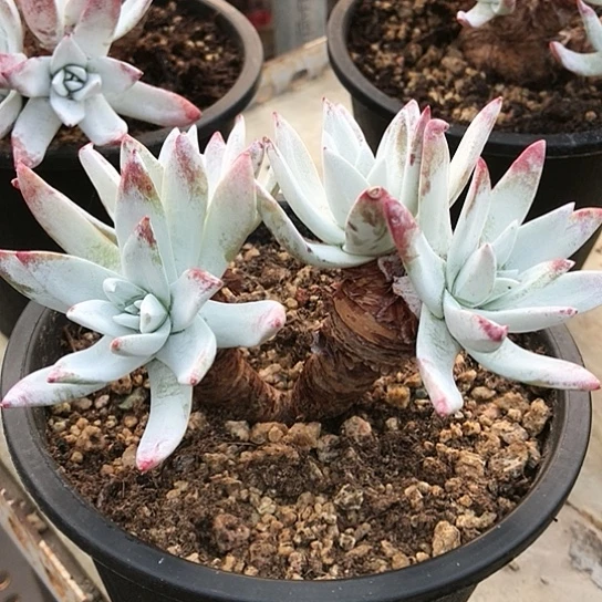 韩货刘丹仙女棒杯