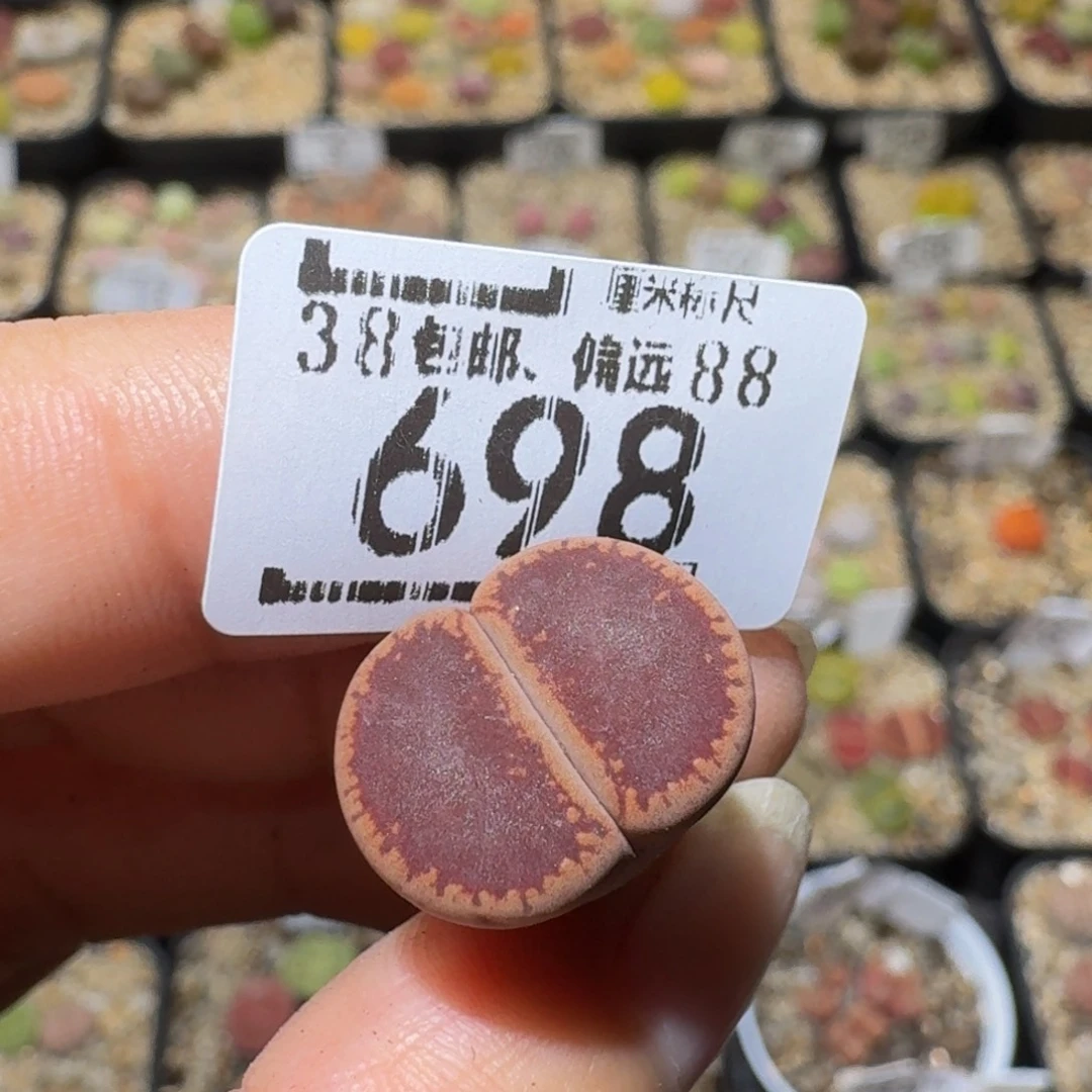 ****⍣Ssss精品生石花698