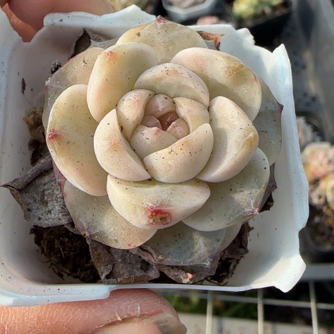 小卡拉米糖心一物一拍