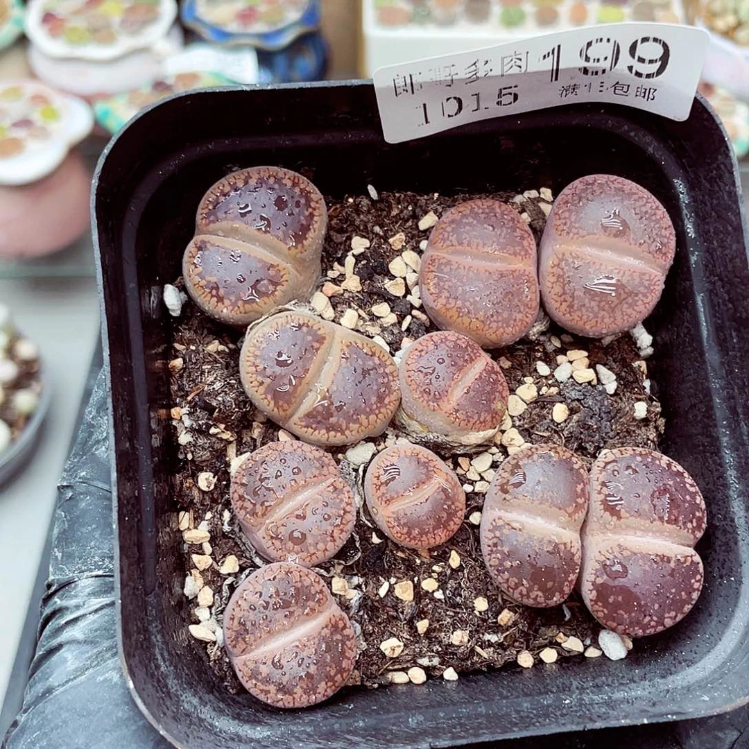 生石花满18包邮1015-199