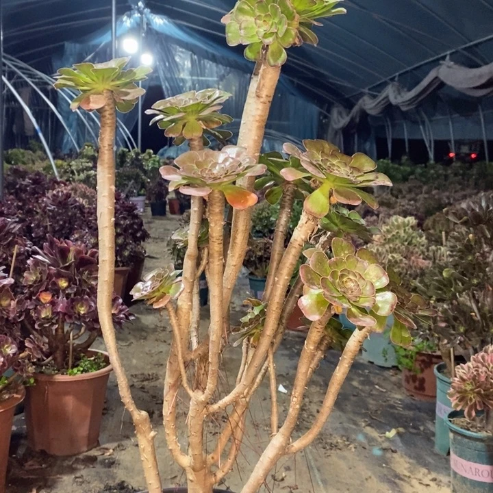 拉丝锦多肉植物40。