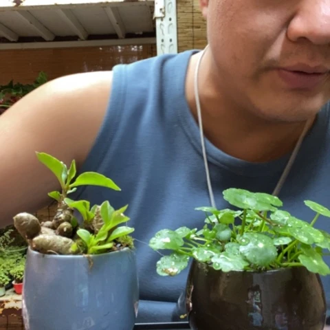 红陶一物一拍所见即所得134