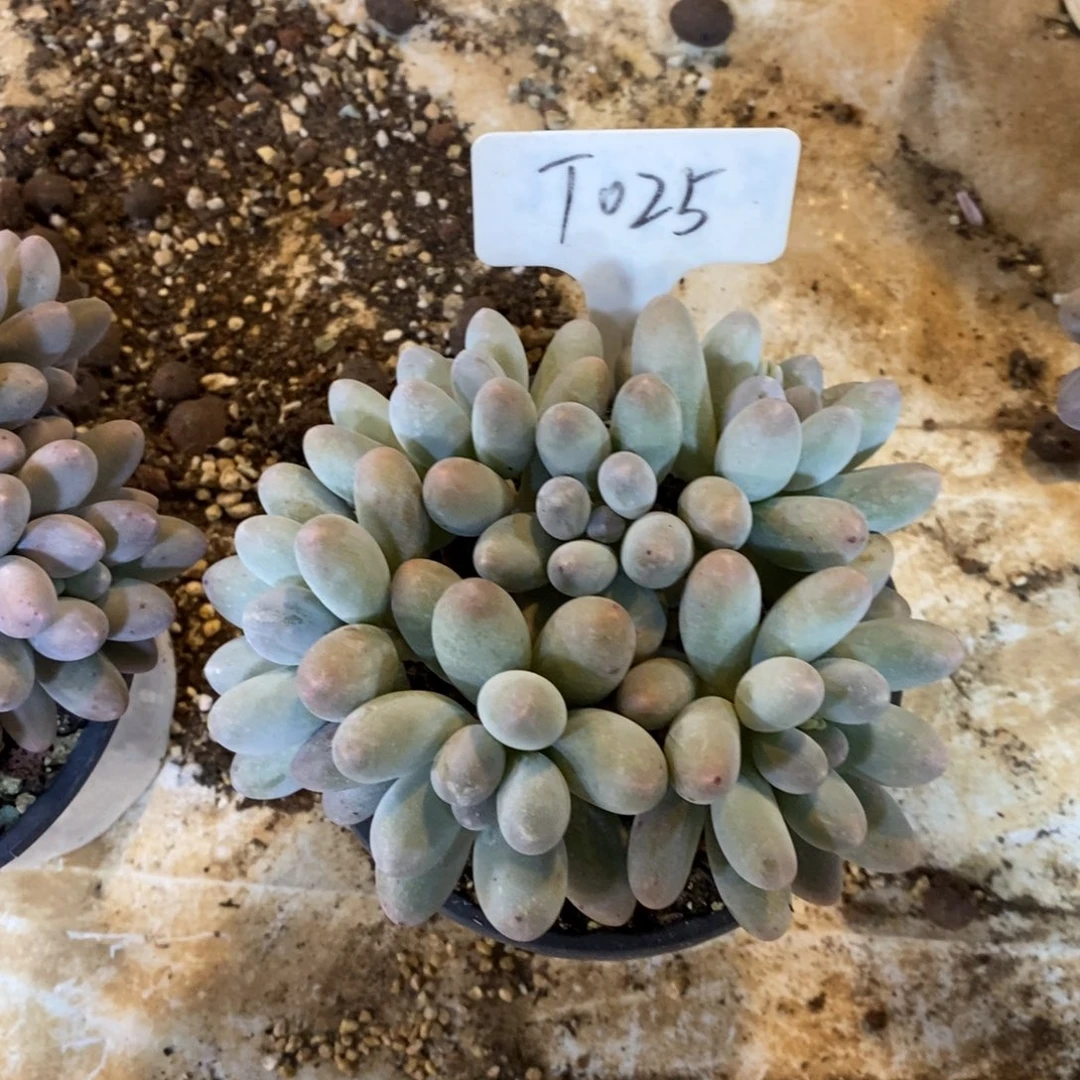 85折，汤圆，484694