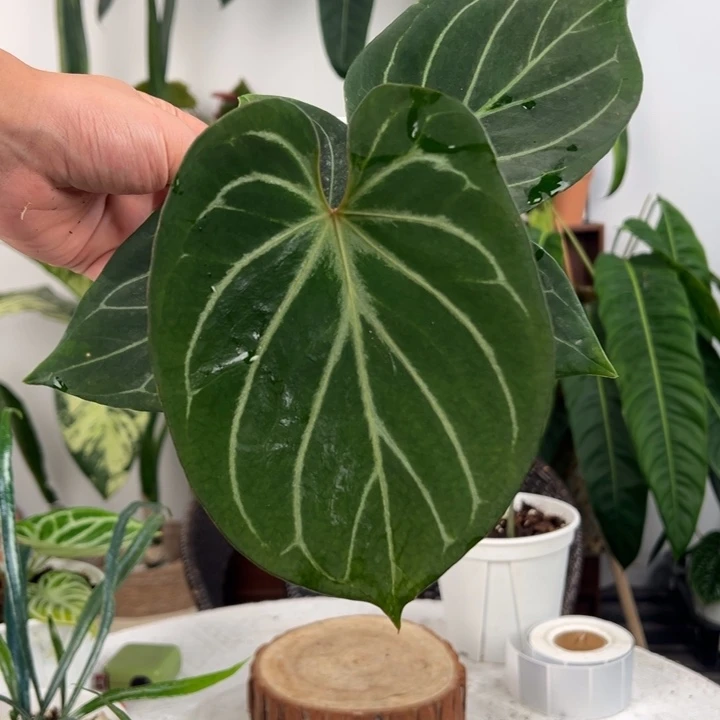不开花植物粗脉Kos